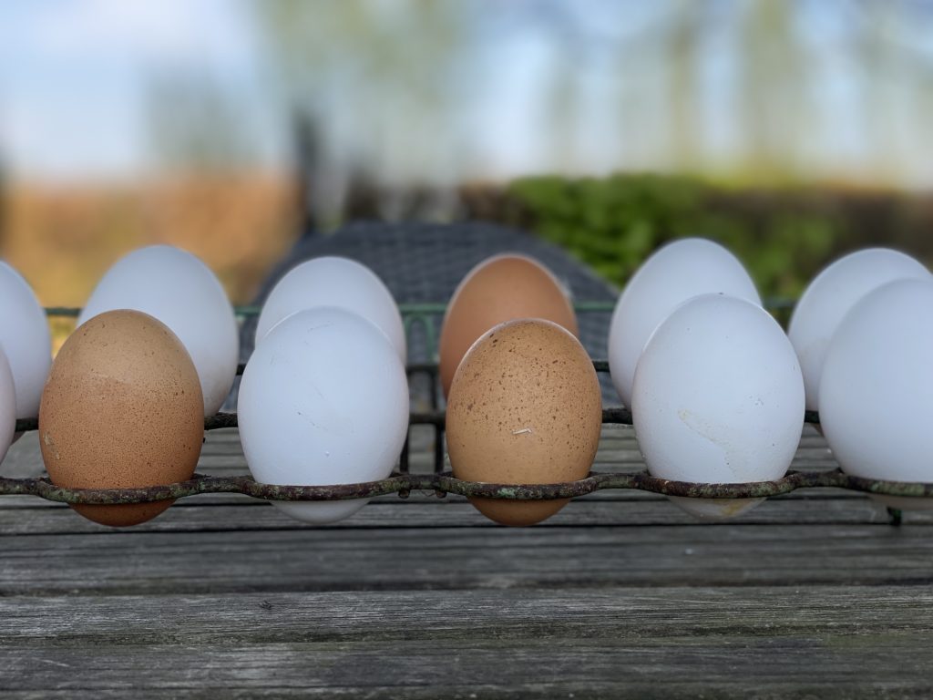 Zijn mijn scharreleieren niet meer gezond... Friendly Health