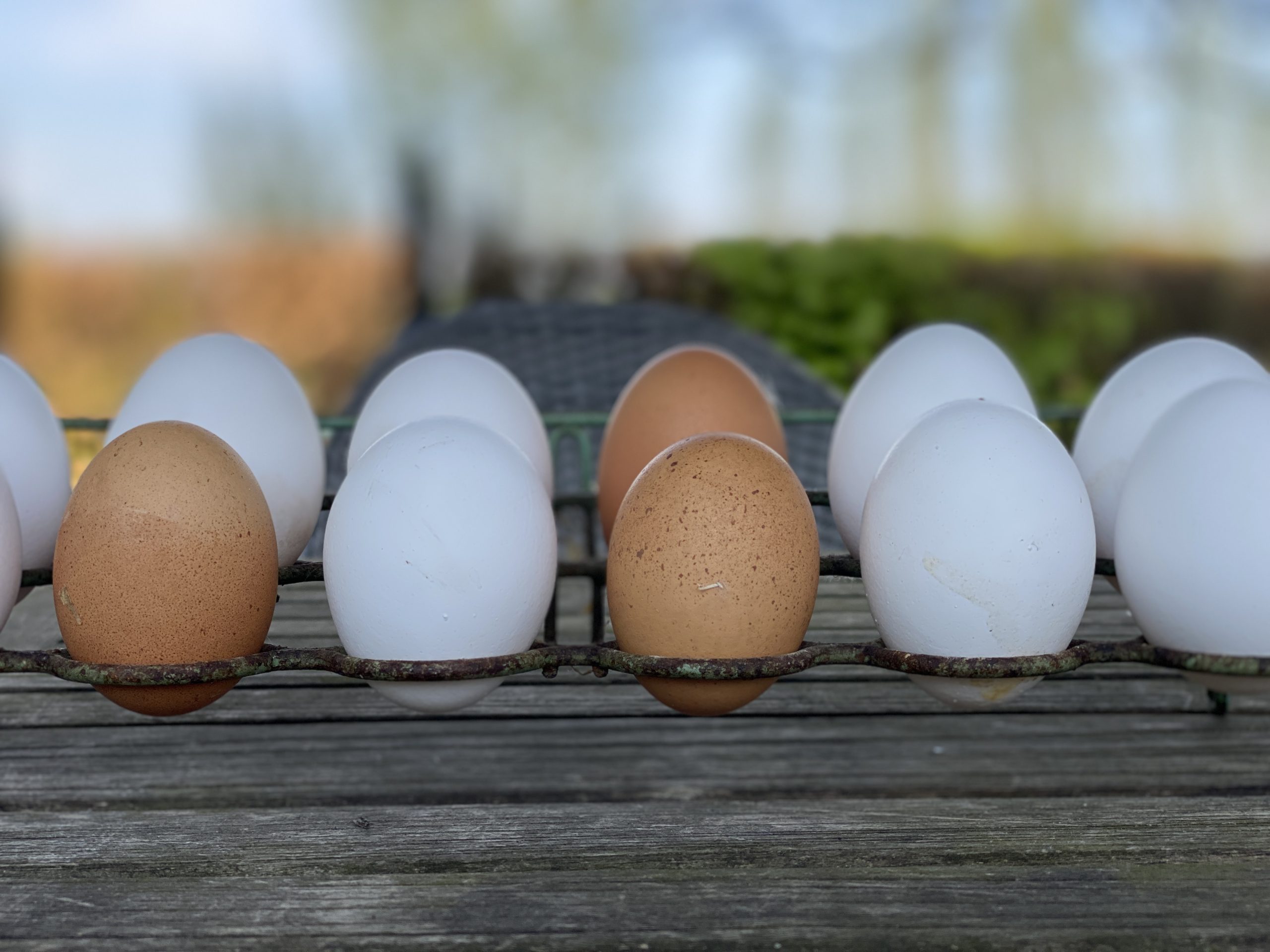 Zijn mijn scharreleieren niet meer gezond... Friendly Health