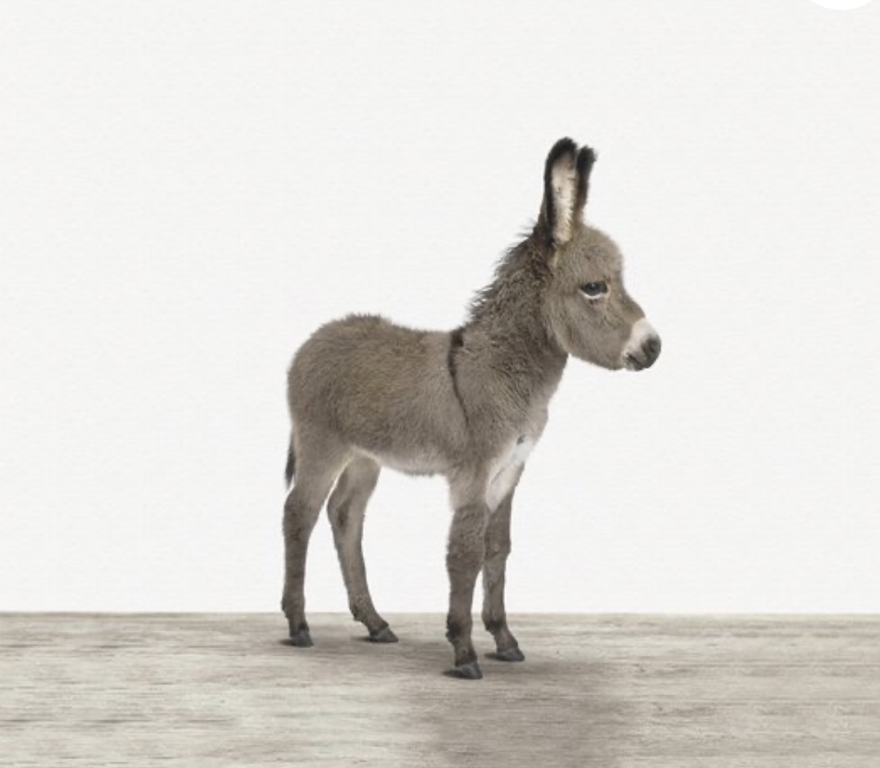 A.I. is niet het geluid van een ezel, het is kunstmatige intelligentie